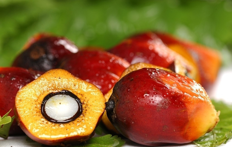 oil palm fruit